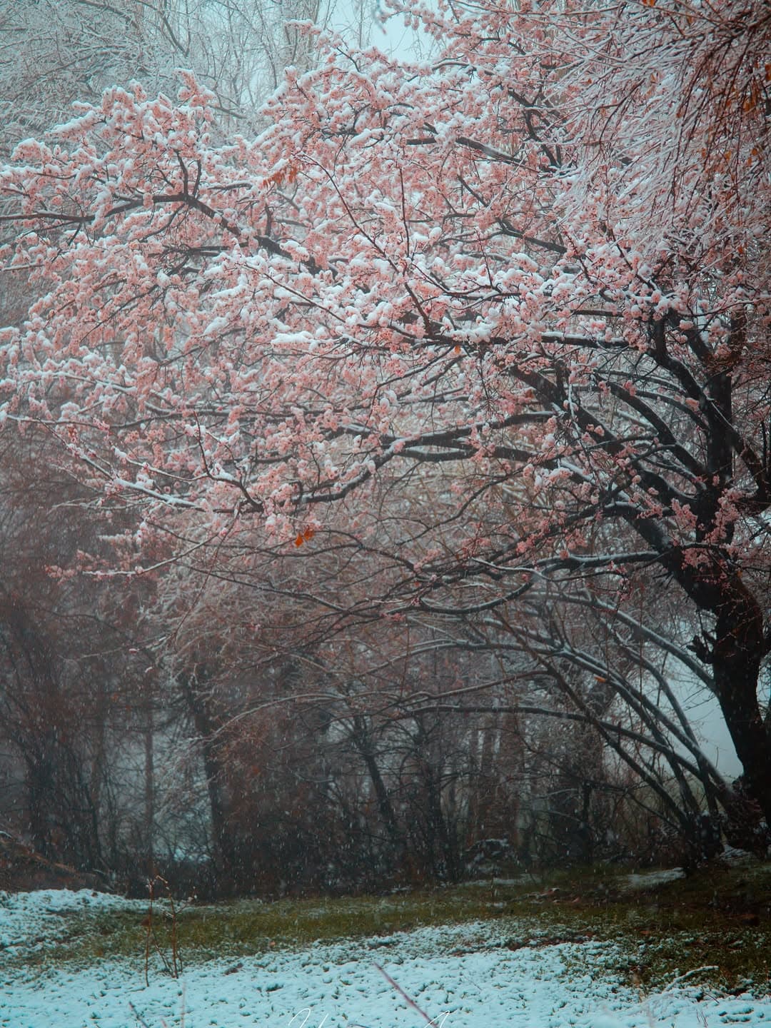 Cherry blossom trees dusted with winter snow in Chitral