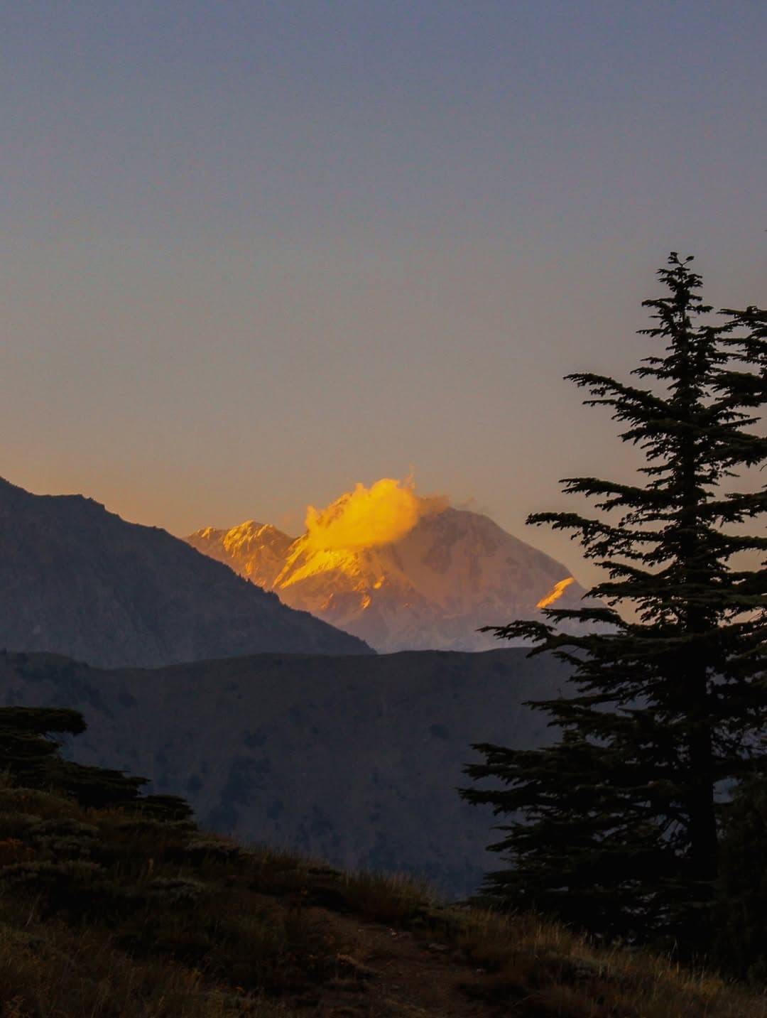 Mountain peak glowing gold at sunset with cedar silhouette